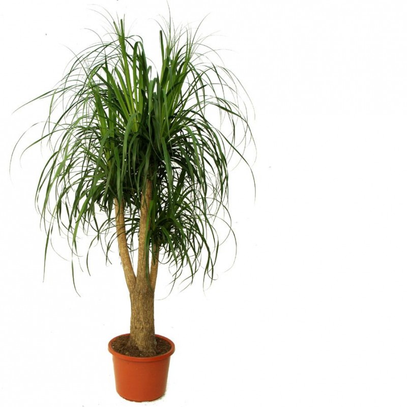 Нолина / Beacarnea recurvata 170 см